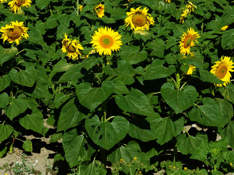 Helianthus annuus.11