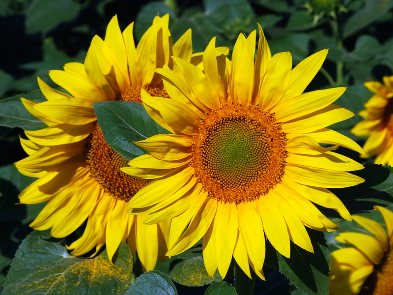 Helianthus annuus.15