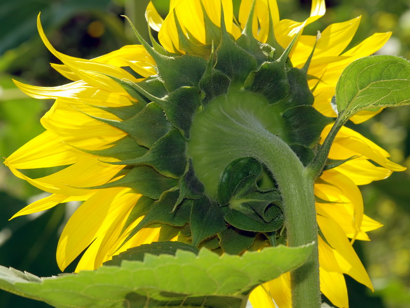 Helianthus annuus.16
