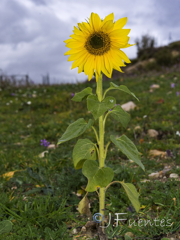 Helianthus annuus.23