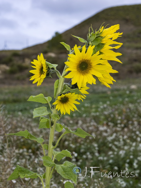 Helianthus annuus.24