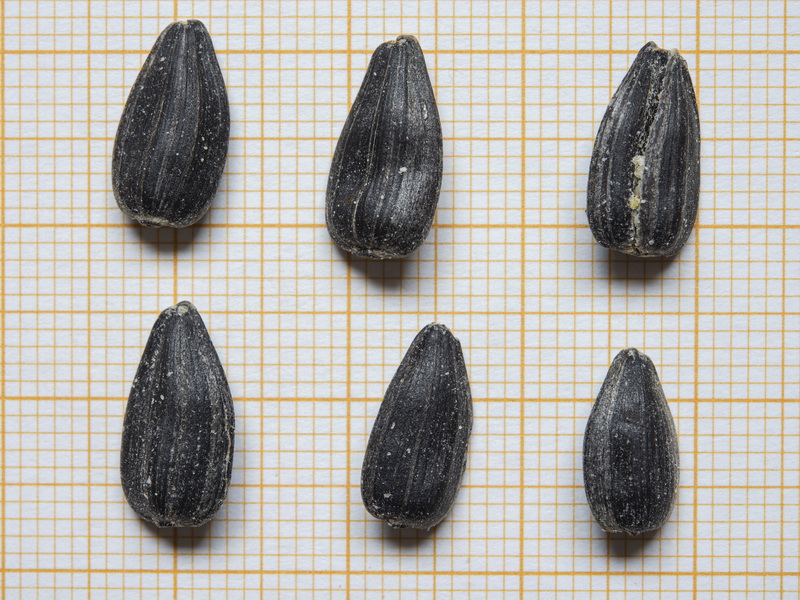 Helianthus annuus