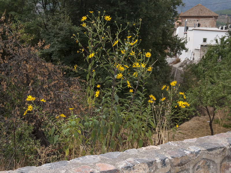 Helianthus tuberosus.01