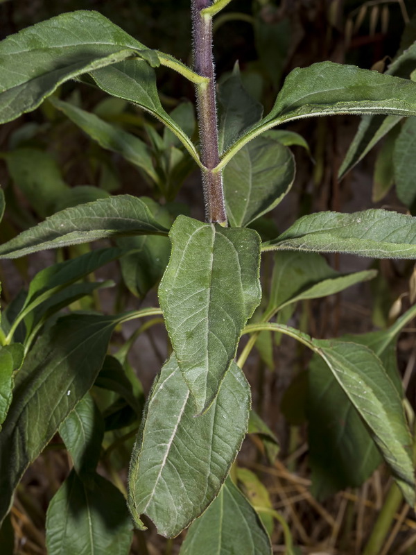 Helianthus tuberosus.04