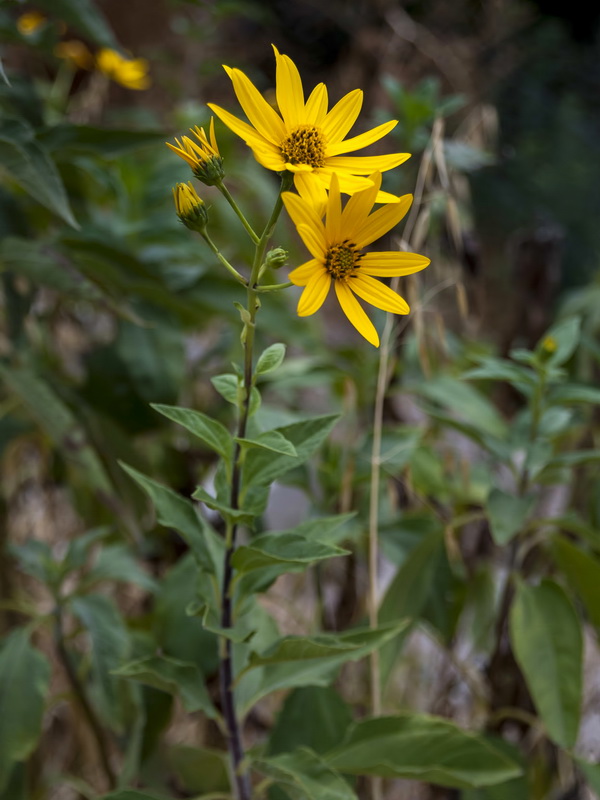 Helianthus tuberosus.06