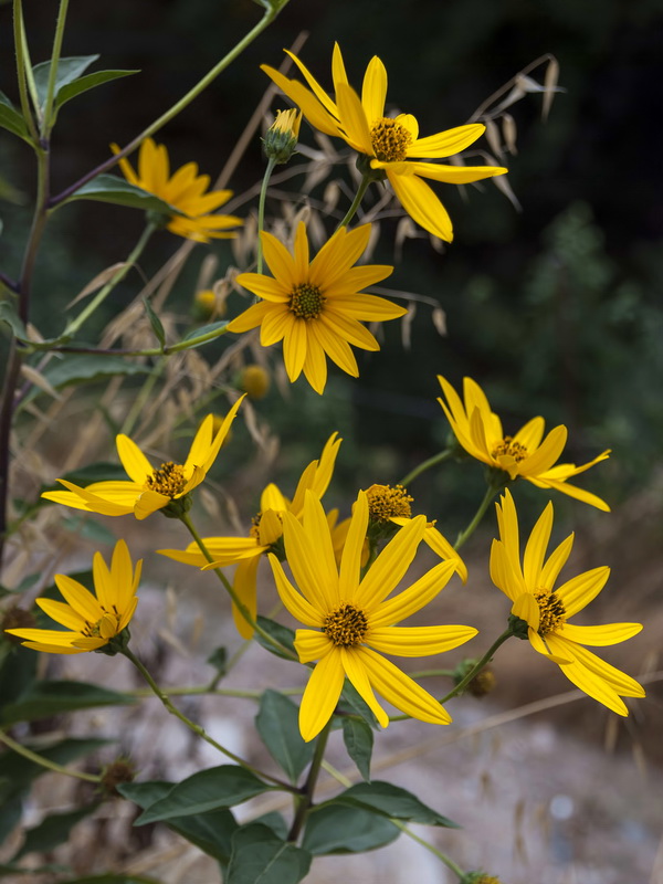 Helianthus tuberosus.07