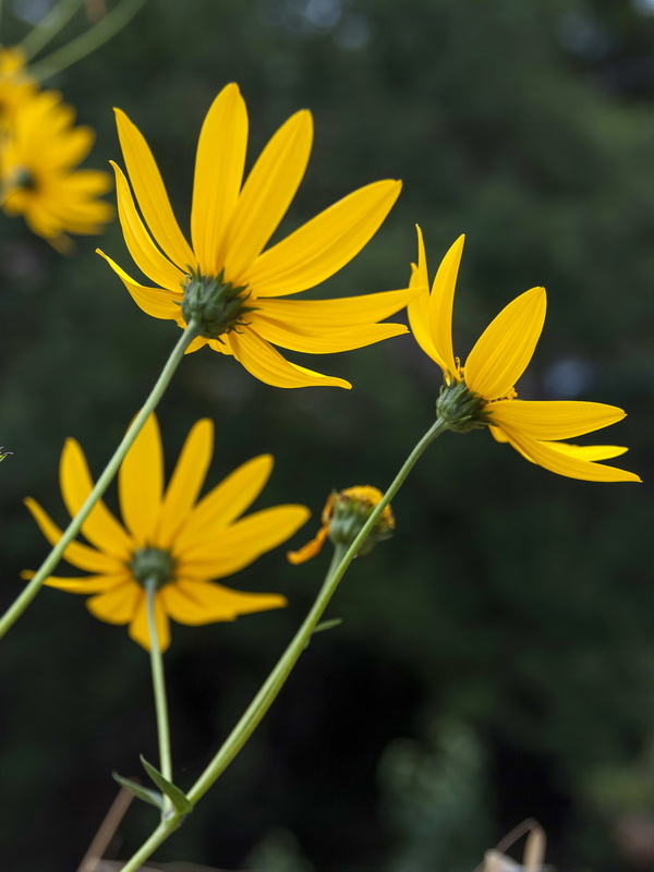Helianthus tuberosus.08