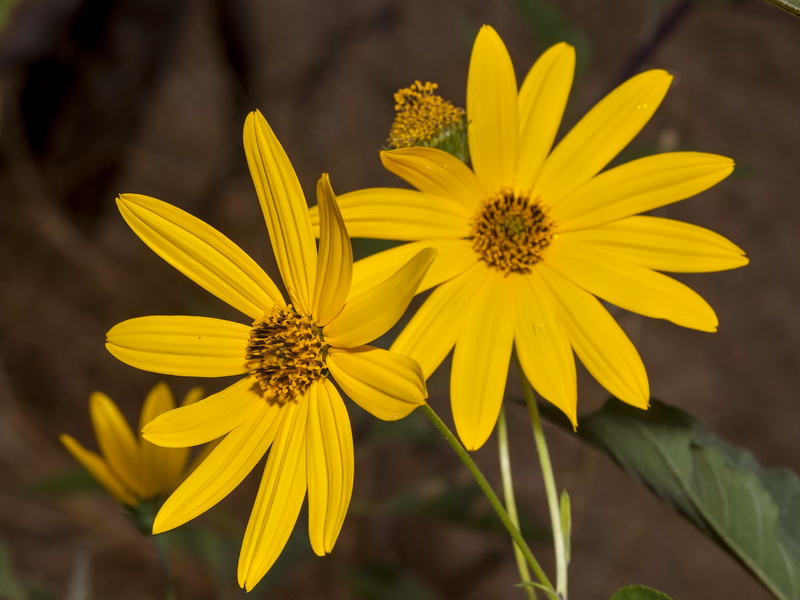 Helianthus tuberosus.11
