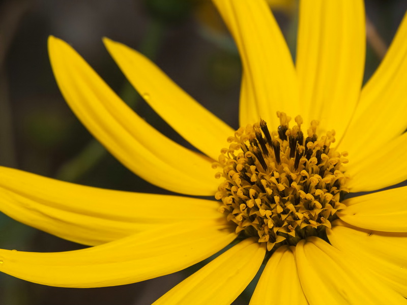 Helianthus tuberosus.12