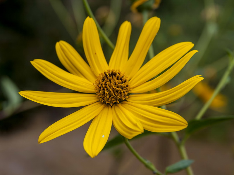 Helianthus tuberosus.15