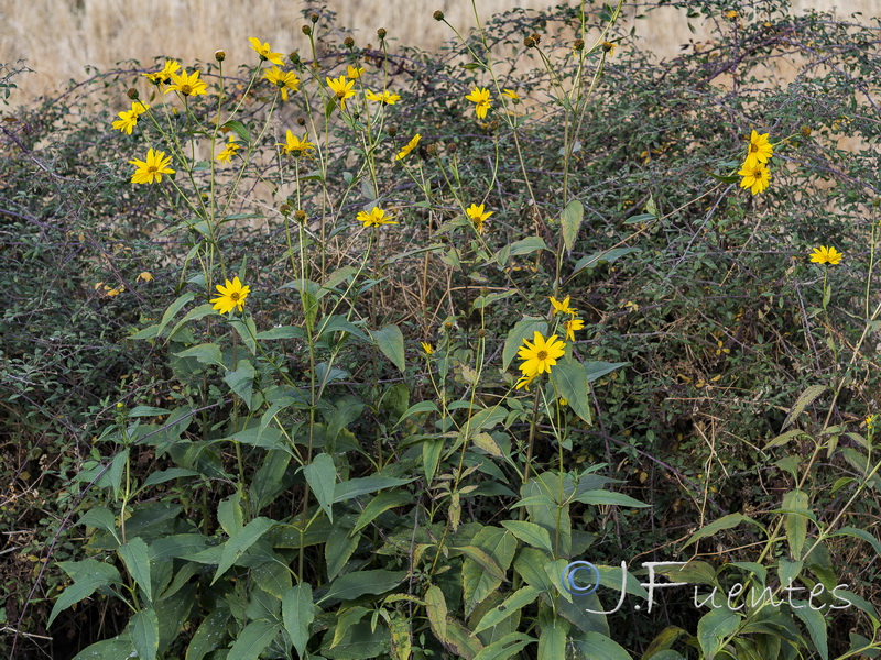 Helianthus tuberosus.18