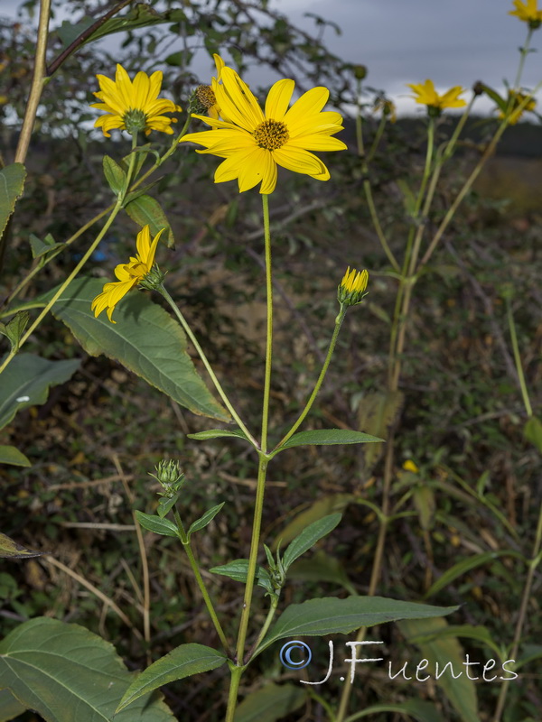 Helianthus tuberosus.19