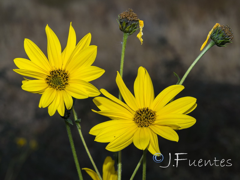 Helianthus tuberosus.20