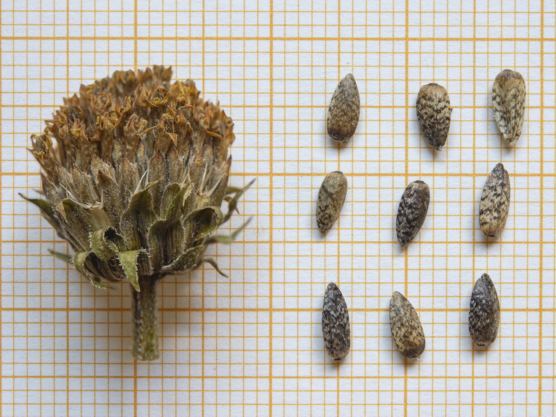 Helianthus tuberosus