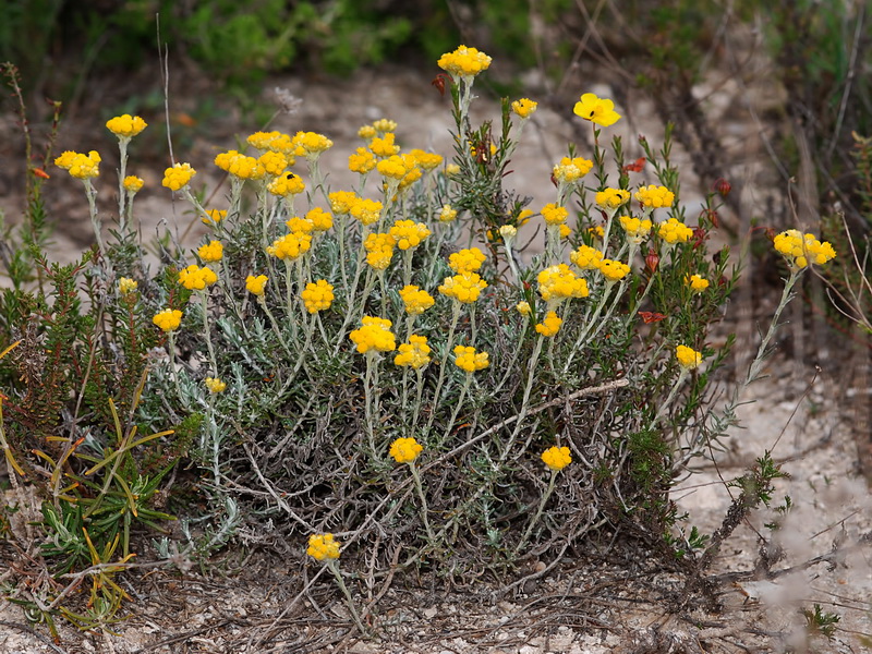 Helichrysum italicum serotinum.01