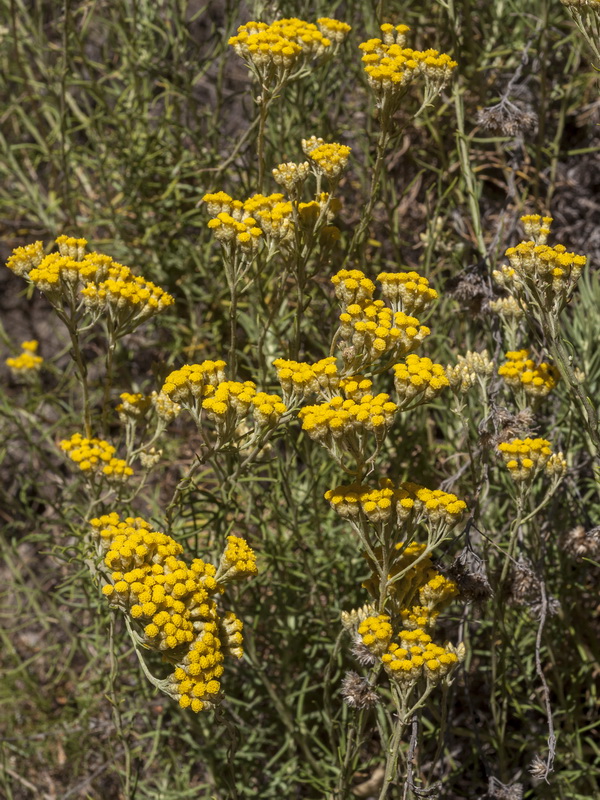 Helichrysum italicum serotinum.02