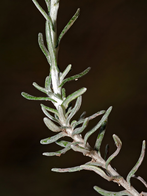Helichrysum italicum serotinum.03