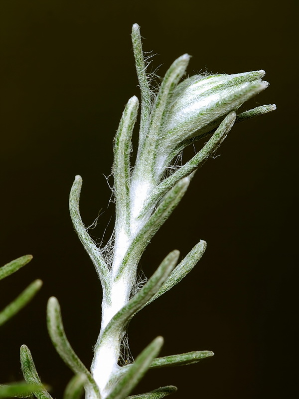 Helichrysum italicum serotinum.04