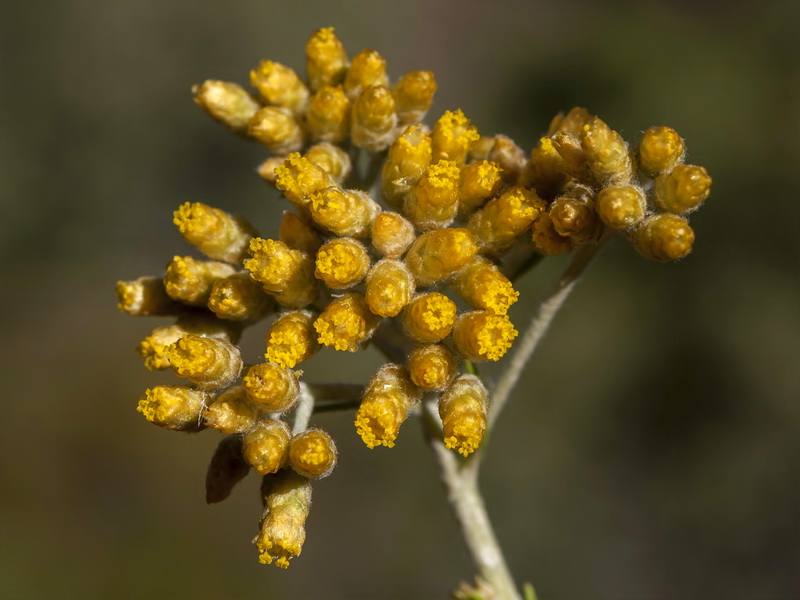 Helichrysum italicum serotinum.06