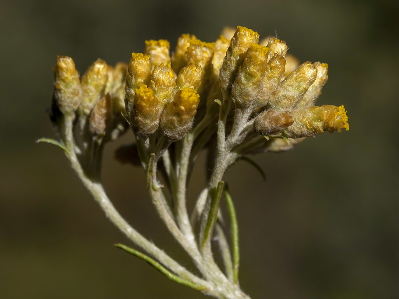 Helichrysum italicum serotinum.08