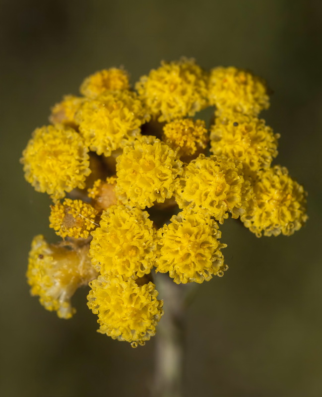Helichrysum italicum serotinum.09
