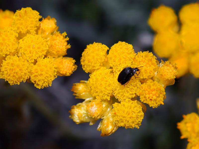 Helichrysum italicum serotinum.12
