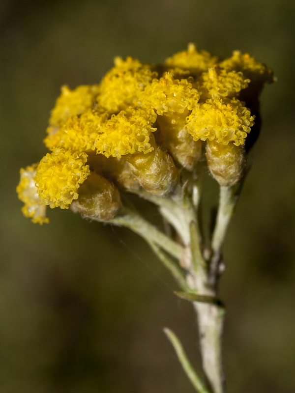 Helichrysum italicum serotinum.16