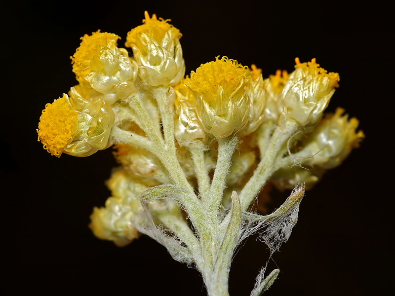Helichrysum italicum serotinum.17