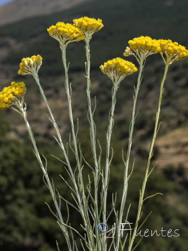 Helichrysum italicum serotinum.18