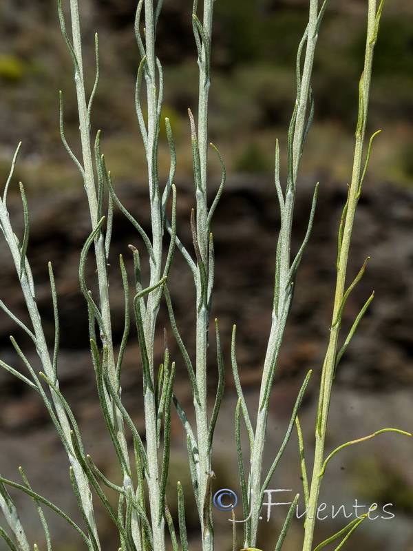 Helichrysum italicum serotinum.19