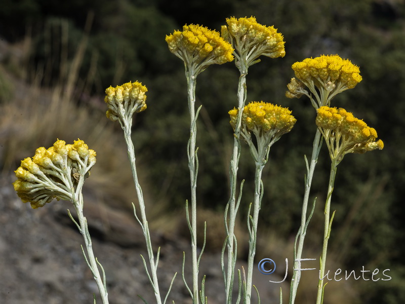Helichrysum italicum serotinum.20