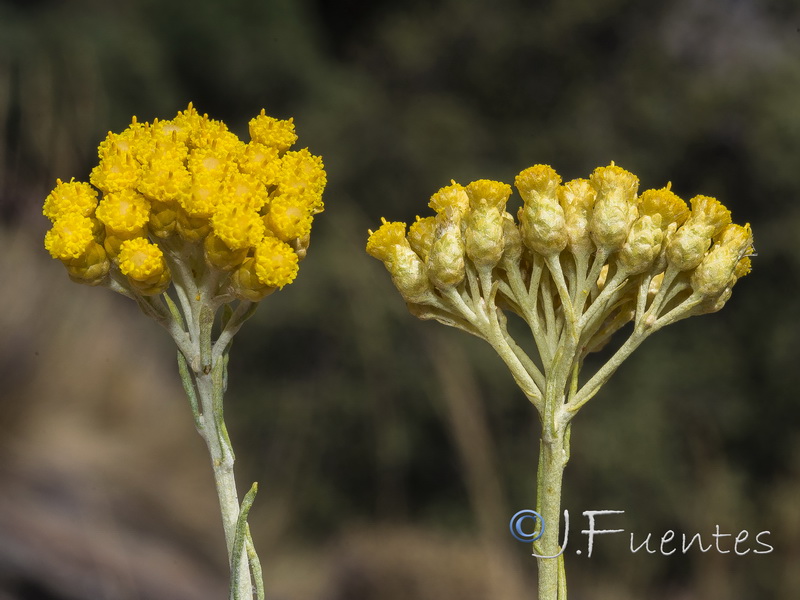 Helichrysum italicum serotinum.22