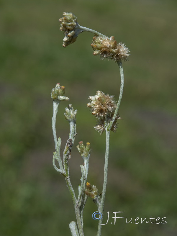 Helichrysum luteoalbum.01