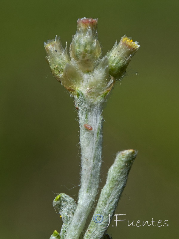 Helichrysum luteoalbum.02