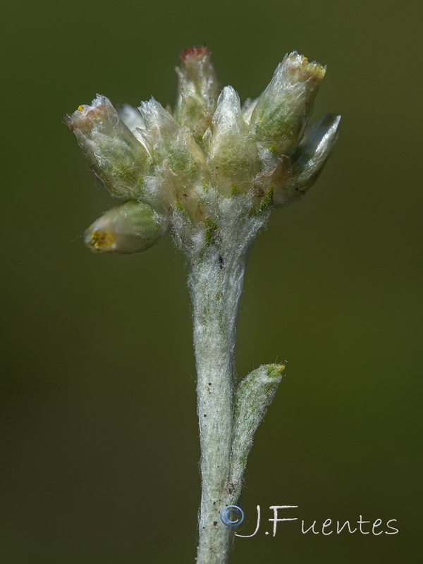 Helichrysum luteoalbum.03