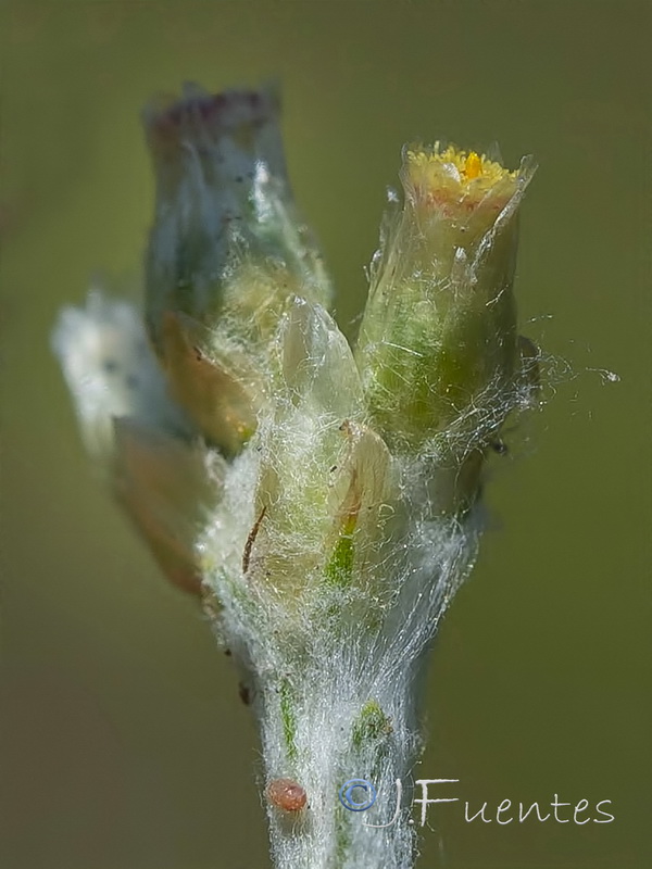 Helichrysum luteoalbum.04