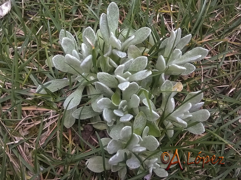 Helichrysum luteoalbum.05
