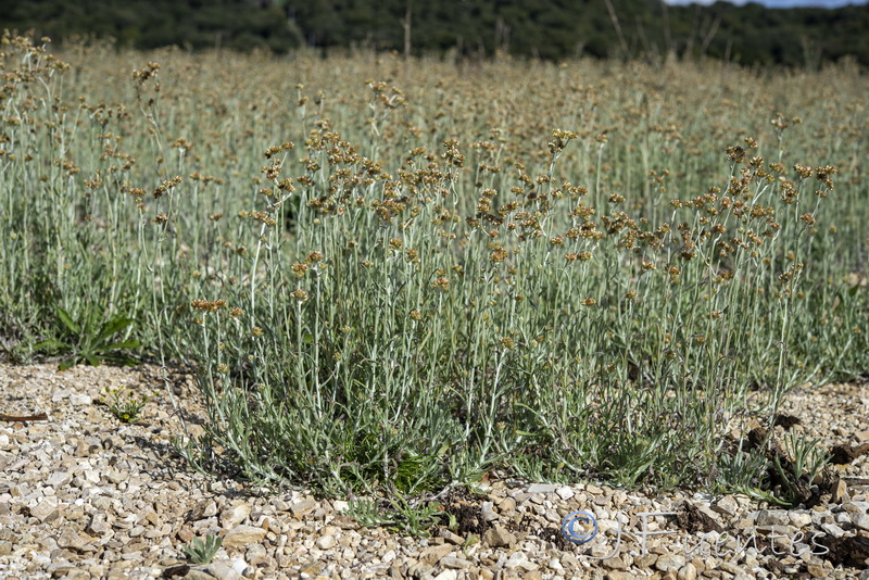 Helichrysum luteoalbum.16