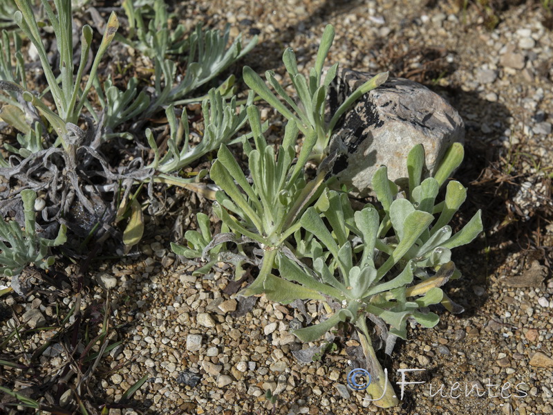 Helichrysum luteoalbum.08
