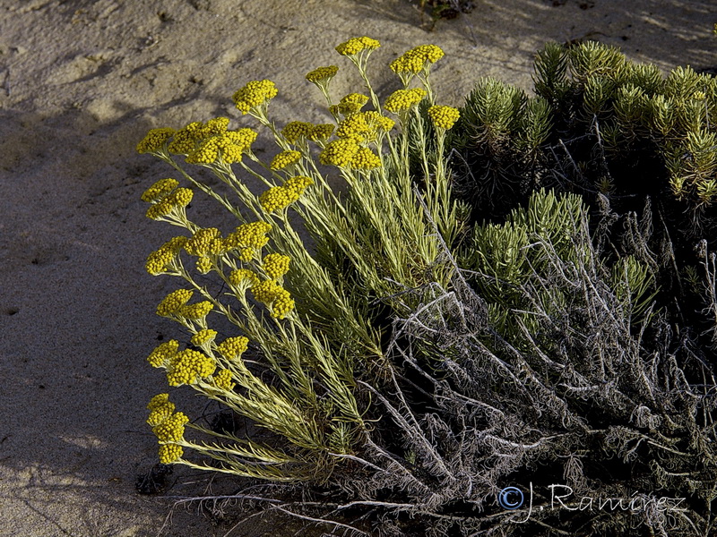 Helichrysum serotinum picardii.01