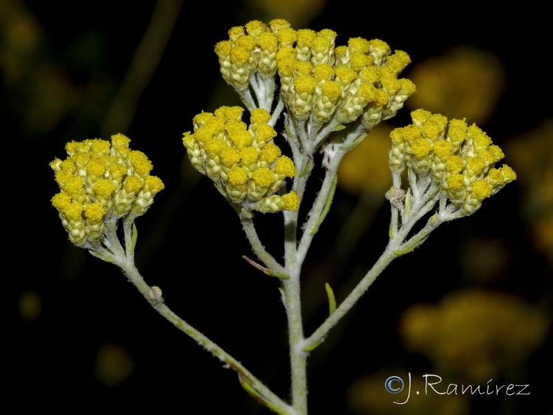 Helichrysum serotinum picardii.02