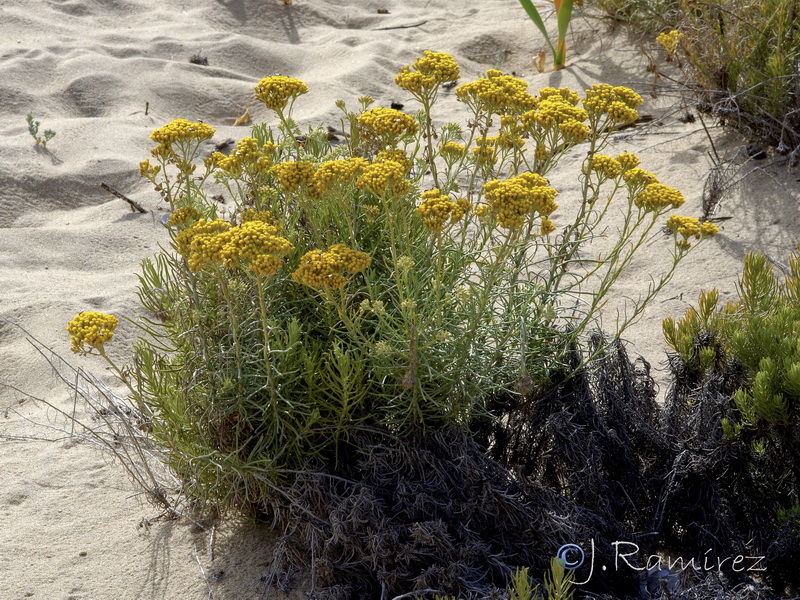 Helichrysum serotinum picardii.03