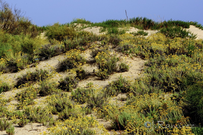 Helichrysum serotinum picardii.04