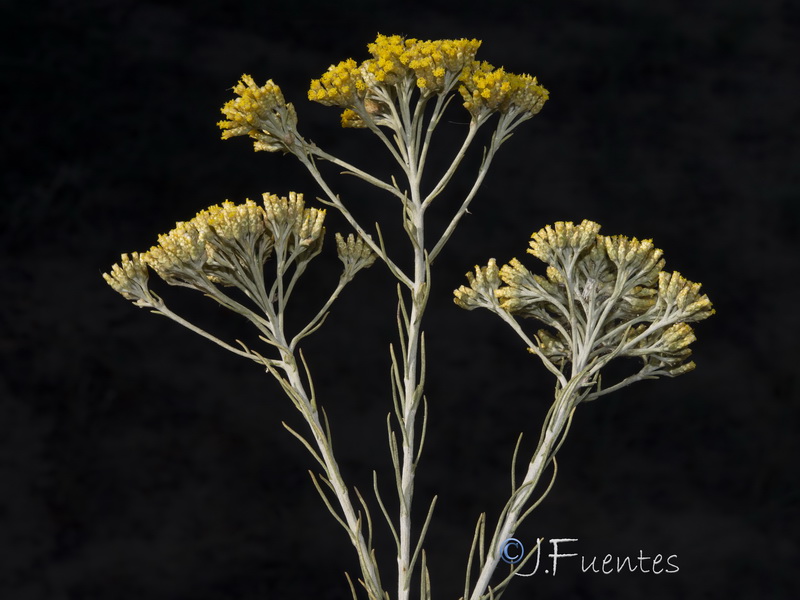 Helichrysum serotinum picardii.08