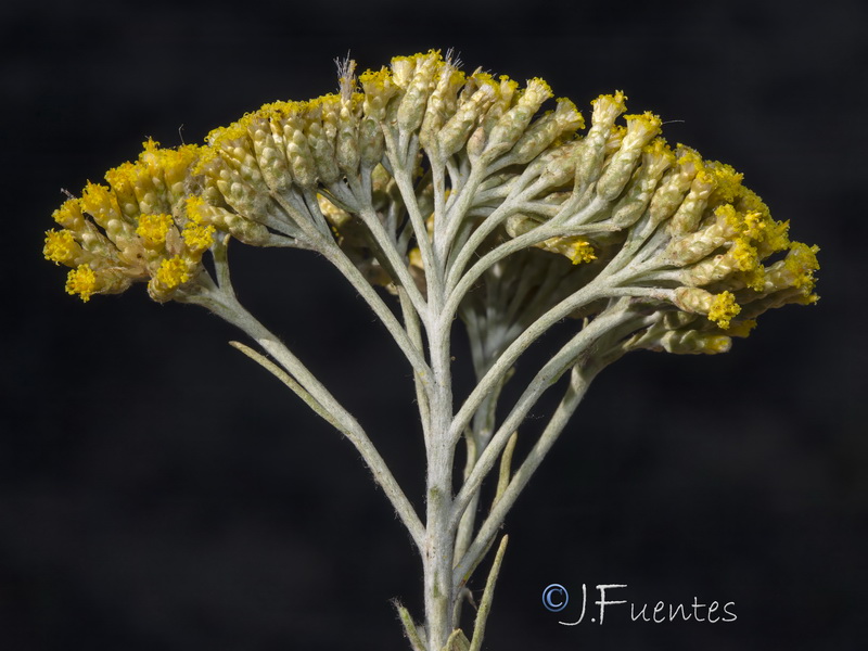 Helichrysum serotinum picardii.09