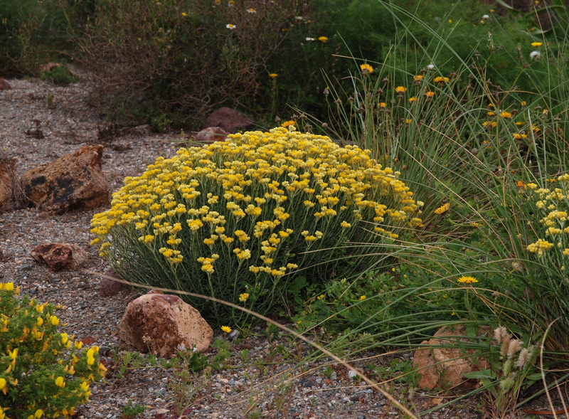 Helichrysum stoechas maritima.01