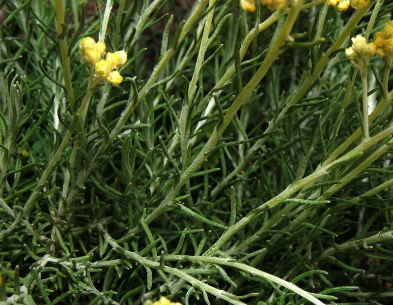 Helichrysum stoechas maritima.03