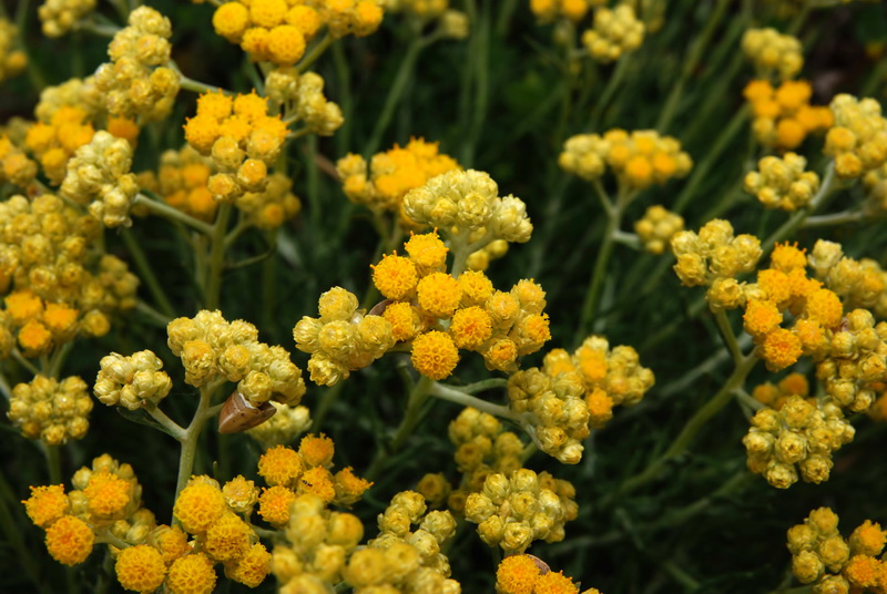 Helichrysum stoechas maritima.05