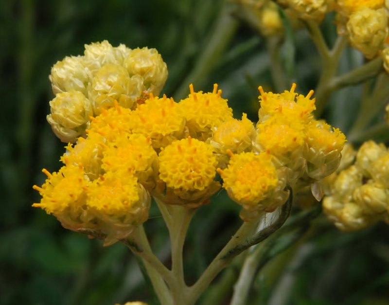 Helichrysum stoechas maritima.08