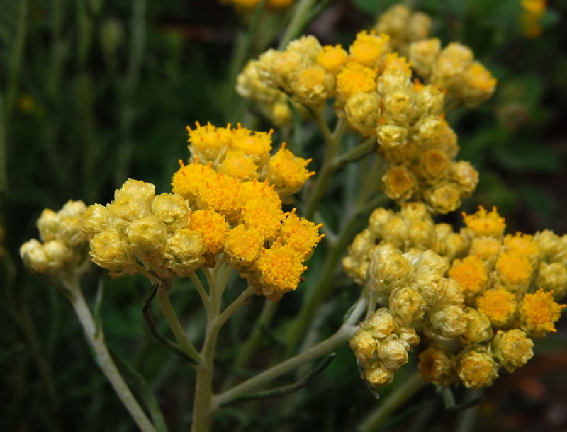 Helichrysum stoechas maritima.09